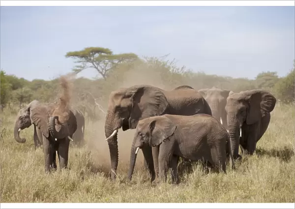 African Elephant (Loxodonta africana) adult females and calves, herd taking dustbath, Serengeti N. P. Tanzania, December