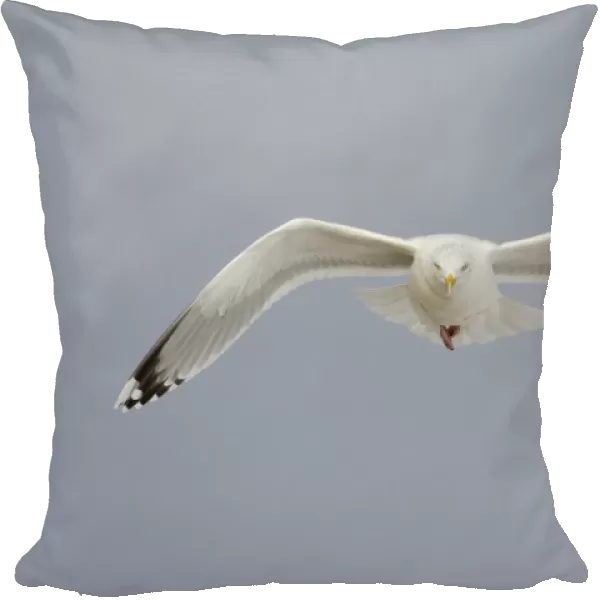 Herring Gull (Larus argentatus) adult, winter plumage, in flight, Suffolk, England, January