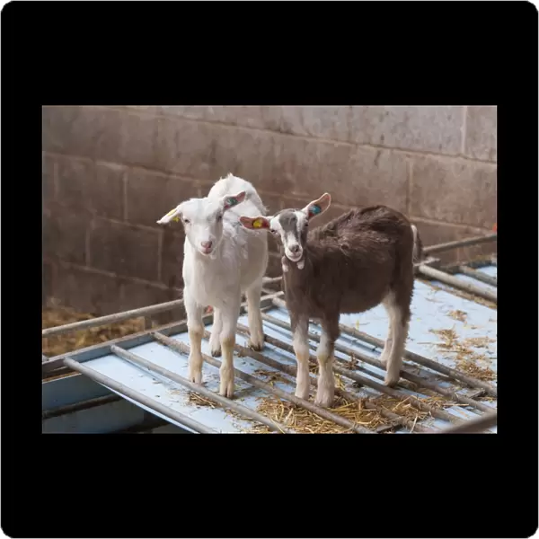 Domestic Goat, Saanen and Toggenburg kids, standing in straw yard, Lancashire, England, November