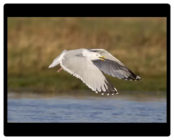Herring Gull (Larus argentatus) adult, winter plumage, calling, in flight over water, Suffolk, England, December