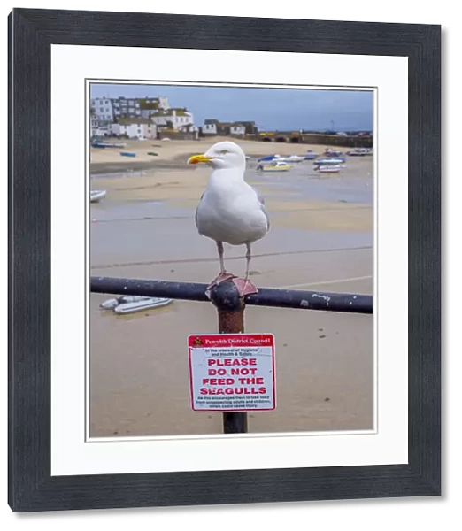 Herring Gull (Larus argentatus) adult, breeding plumage, standing on railing with Please Do Not Feed The Seagulls sign