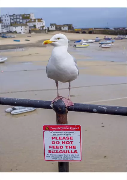 Herring Gull (Larus argentatus) adult, breeding plumage, standing on railing with Please Do Not Feed The Seagulls sign