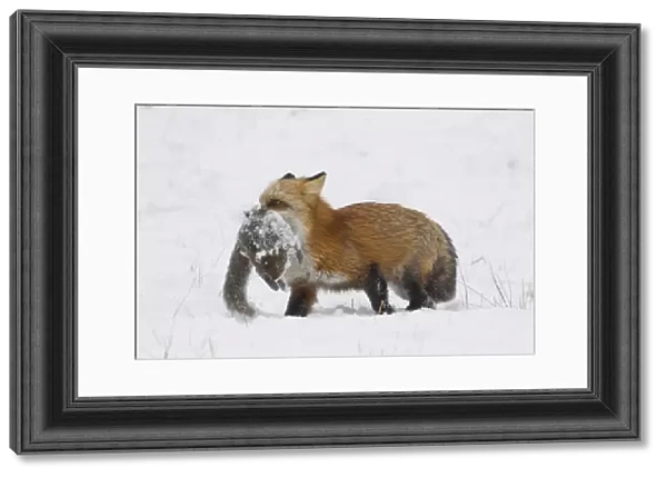 American Red Fox (Vulpes vulpes fulva) adult female, carrying Eastern Grey Squirrel (Sciurus carolinensis) adult