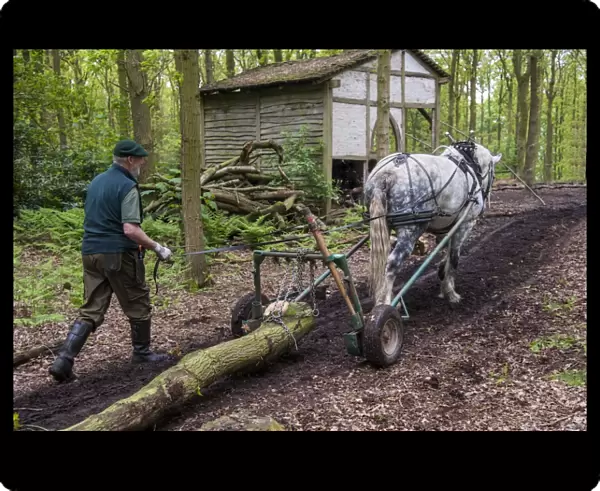 Horse, heavy horse, adult, used for forestry work, collecting logs in woodland, Staffordshire, England, May