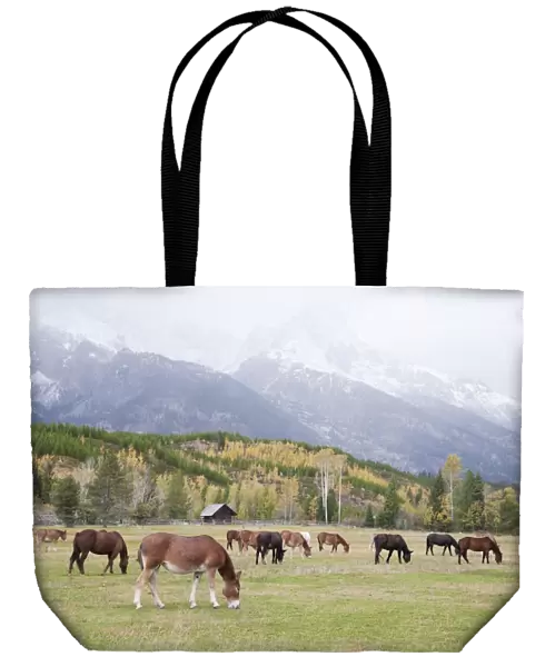 Mules (male donkey x female horse) and Horses, herd, grazing in pasture, with mountains in background, Grand Teton N. P