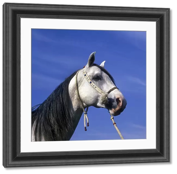 Horse - Arab Close-up of grey stallions head  /  halter