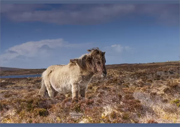 Horse, Eriskay Pony, mare, standing in moorland habitat, South Uist, Outer Hebrides, Scotland, May