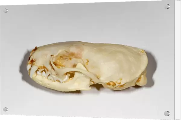 American Mink (Mustela vison) skull