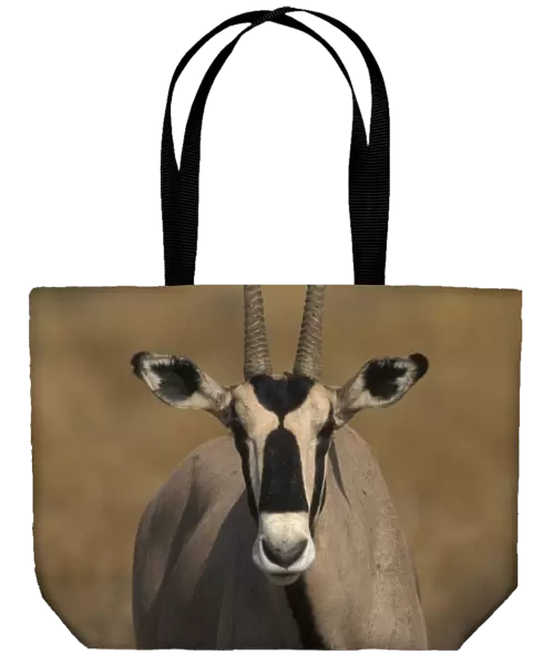 Beisa Oryx (Oryx gazella beisa) Head