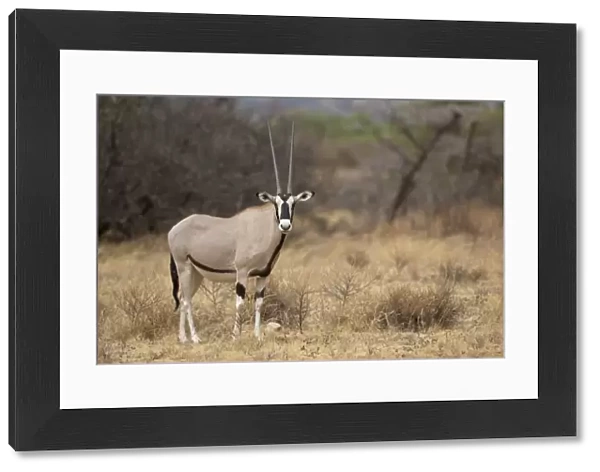 Beisa Oryx (Oryx beisa) adult, standing in dry savannah, Samburu National Reserve, Kenya, August