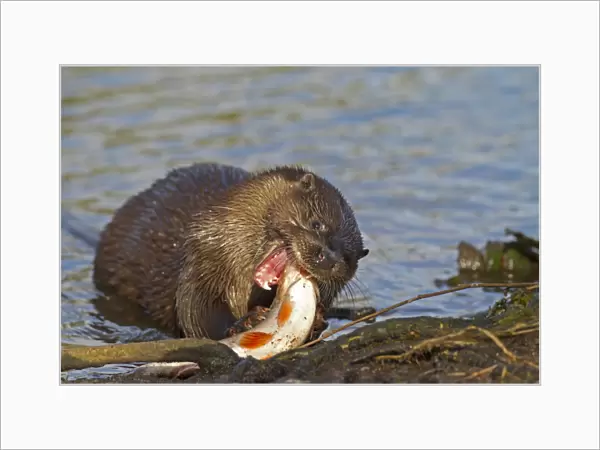 European Otter (Lutra lutra) adult, feeding on Roach (Rutilius rutilus) prey on riverbank, River Little Ouse, Thetford