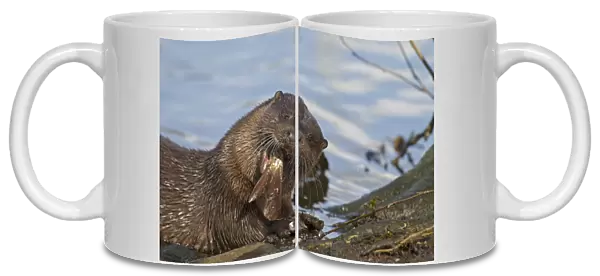 European Otter (Lutra lutra) adult, close-up of head, feeding on Roach (Rutilius rutilus) prey on riverbank