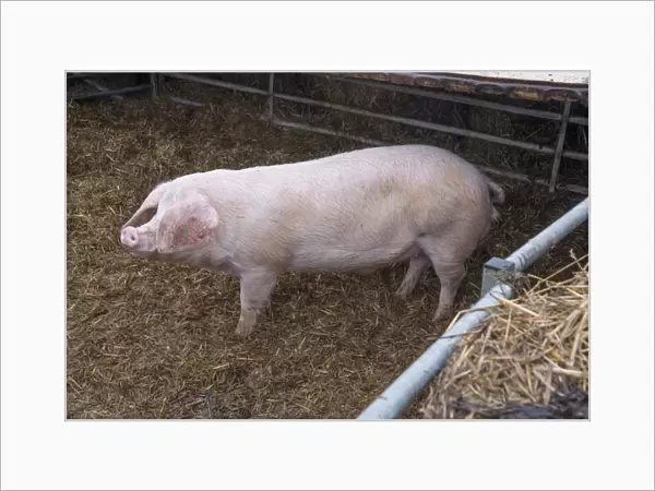 Domestic Pig, British Lop, boar, standing on straw in pen, Rotherham, South Yorkshire, England, February