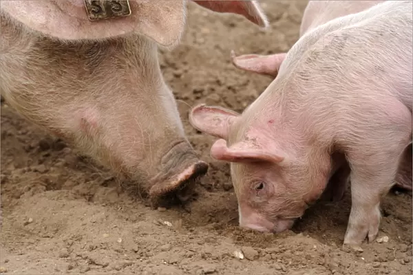 Domestic Pig, sow with piglets, close-up of heads, rooting in field on commercial freerange unit, Suffolk, England