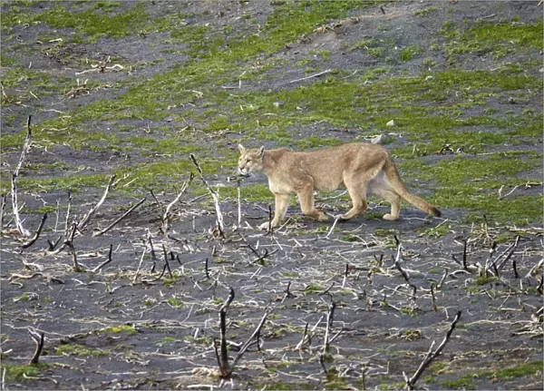 Puma (Puma concolor puma) adult, walking on area burnt during December 2011 great fire, Torres del Paine N. P