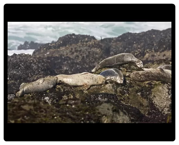 Pacific Common Seal (Phoca vitulina richardsi) adults, group basking on seashore, MacKerricher State Park