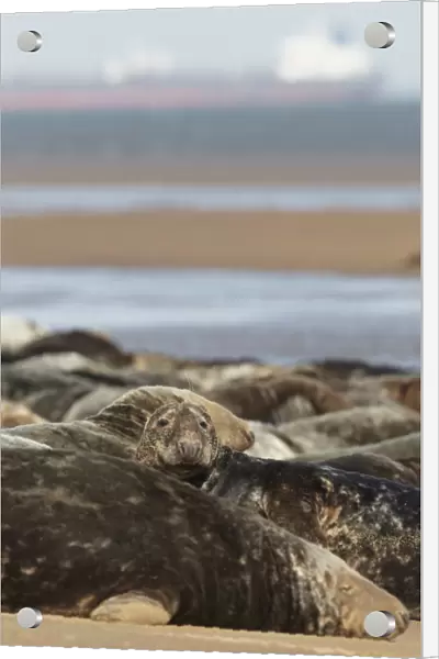Grey Seal (Halichoerus grypus) group, colony resting on beach, with oil tanker in background, Lincolnshire, England
