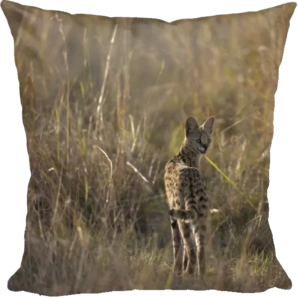 Serval (Leptailurus serval) adult, looking over shoulder, standing in savannah, Masai Mara National Reserve, Kenya