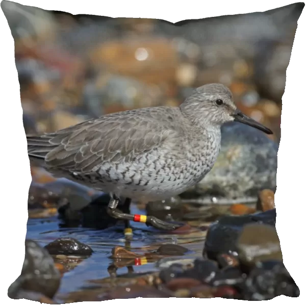 Knot (Calidris canutus) adult, winter plumage, with metal and coloured rings on legs, standing in stony pool on beach