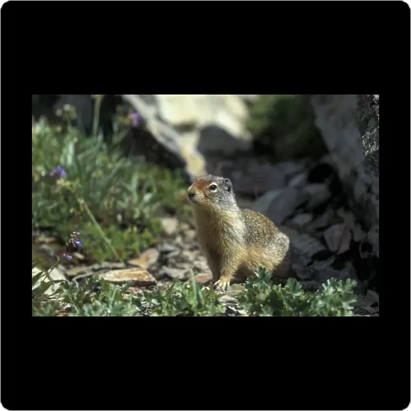 Columbian Ground Squirrel (Spermophilus columbianus) Glacier National Park, Montana, USA