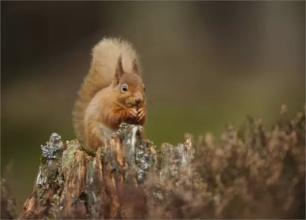 Eurasian Red Squirrel (Sciurus vulgaris) adult, feeding on hazelnut, sitting on stump amongst heather in coniferous
