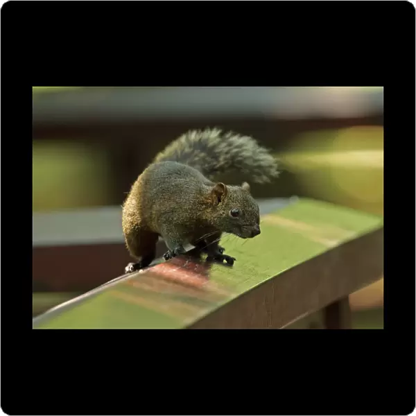 Pallass Squirrel (Callosciurus erythraeus) adult, standing on wooden railing, Taipei, Taiwan, April