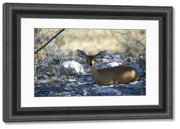 Steenbok (Raphicerus campestris) Namibia