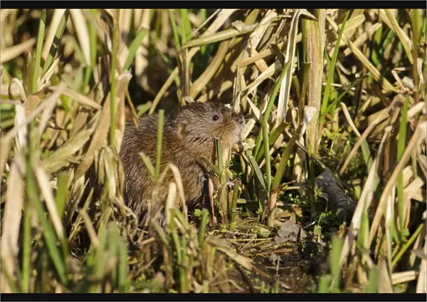 Water Vole (Arvicola terrestris) adult, feeding on reeds at canal bank, Cromford Canal, Derbyshire, England, March