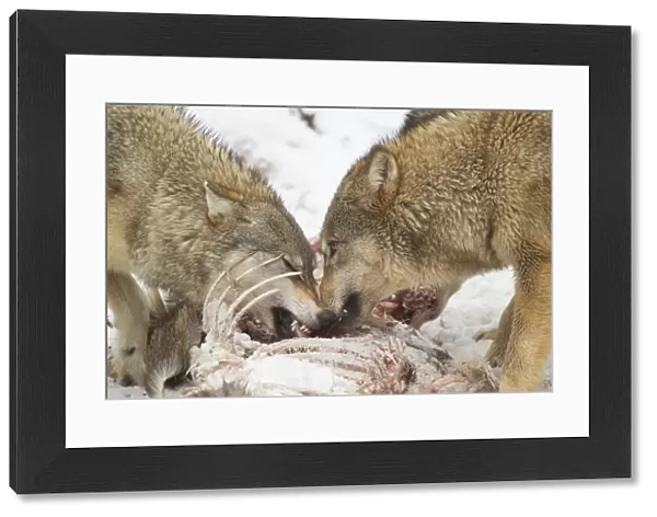 Grey Wolf (Canis lupus) two adult females, close-up of heads, feeding on White-Tailed Deer (Odocoileus virginianus)