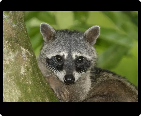 Crab-eating Raccoon (Procyon cancrivorus) adult, close-up of head, resting on tree branch in rainforest
