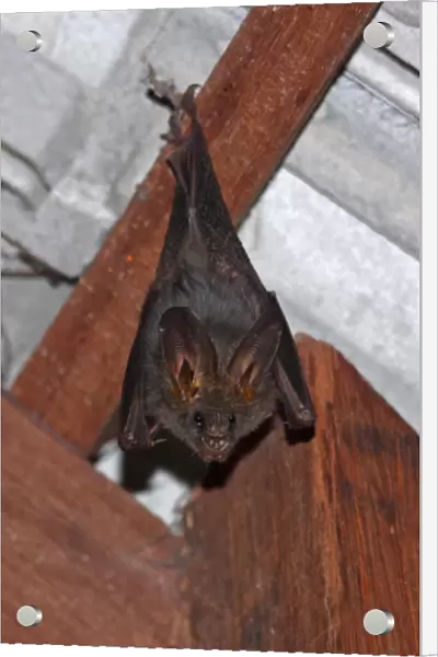 Lesser False Vampire Bat (Megaderma spasma) adult, roosting in house, Tmatboey, Cambodia, January