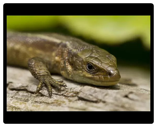 Common Lizard (Zootoca vivipara) adult female, close-up of head, basking on log, Sussex, England, June
