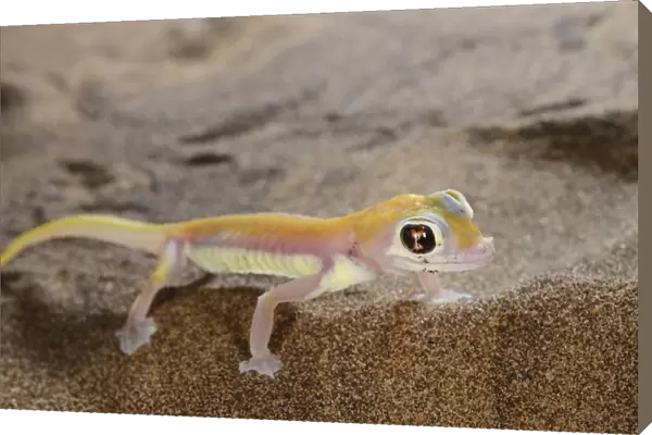 Web-footed Gecko (Pachydactylus rangei) adult, standing on sand dune in desert, Namib Desert, Namibia, February