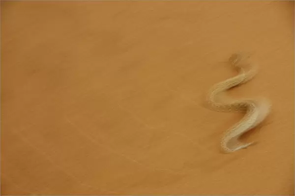 Peringueys Adder (Bitis peringueyi) adult, side-winding over sand dune in desert, blurred movement, Namib Desert