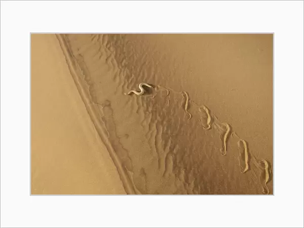 Peringueys Adder (Bitis peringueyi) adult, side-winding over sand dune in desert, Namib Desert, Namibia, February