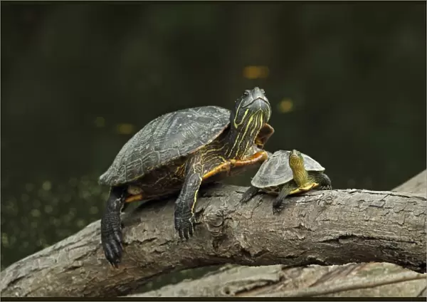 Red-eared Turtle (Trachemys scripta elegans) introduced species, adult, and Chinese Stripe-necked Turtle