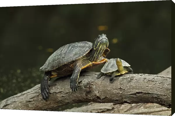 Red-eared Turtle (Trachemys scripta elegans) introduced species, adult, and Chinese Stripe-necked Turtle