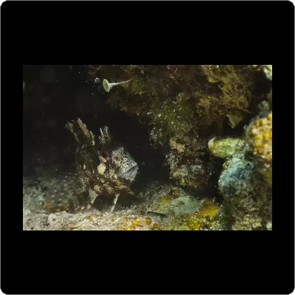 Tompot Blenny (Parablennius gattorugine) adult, Cres Island, Kvarner Gulf, Adriatic Sea, Croatia, August