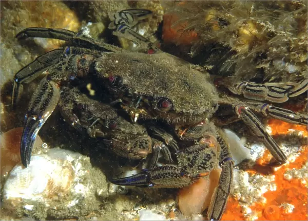 Velvet Swimming Crab (Necora puber) adult pair, mating, Bournemouth, Dorset, England, July