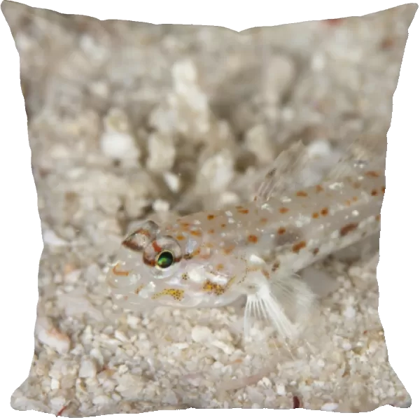 Pale Sandgoby (Fusigobius pallidus) adult, resting on sand, Otdina Reef, Dampier Straits