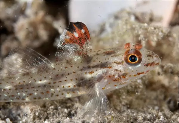 Signalfin Goby (Coryphopterus signipinnis) adult, close-up of head, resting on black sand, Lembeh Straits, Sulawesi