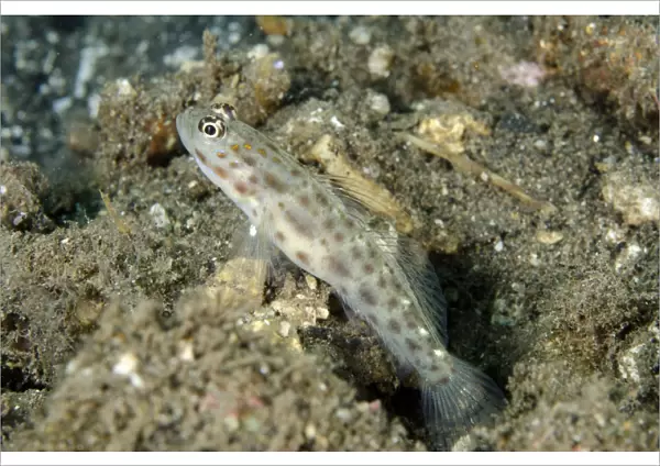 Gold-speckled Shrimpgoby (Ctenogobiops pomastictus) adult, at burrow entrance in sand, Tanjung Gedong, Flores Island