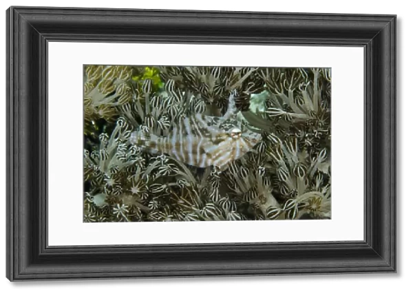 Radial Filefish (Acreichthys radiatus) adult, camouflaged in xeniid soft coral, Reta Island, Alor Archipelago