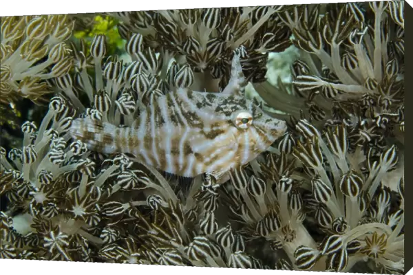 Radial Filefish (Acreichthys radiatus) adult, camouflaged in xeniid soft coral, Reta Island, Alor Archipelago