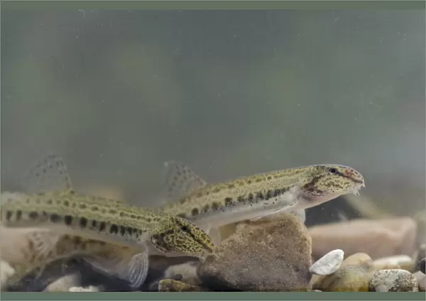 Spined Loach (Cobitis taenia) adult pair, swimming over gravel, River Trent, Nottinghamshire, England