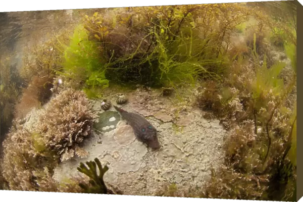 Shore Clingfish (Lepadogaster lepadogaster) adult, resting on rock amongst seaweed in rockpool habitat, Cornwall