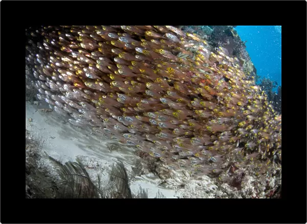 Golden Sweeper (Parapriacanthus ransonneti) shoal, swimming in reef, Otdina Reef, Dampier Straits