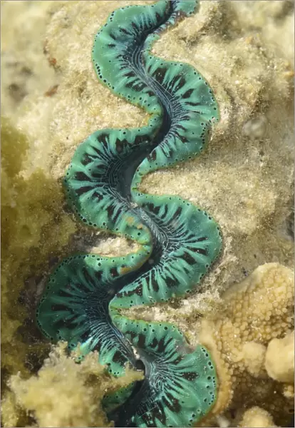 Boring Clam (Tridacna crocea) adult, close-up of mantle, in shallow water at low tide, Queensland, Australia, November