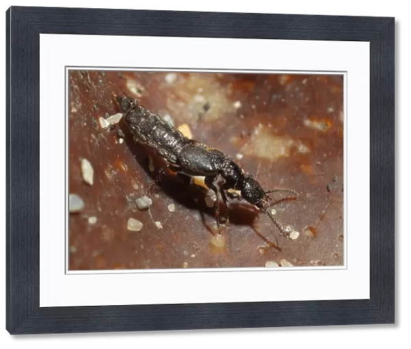 Rove Beetle (Cafius xantholoma) adult, on strandline debris, Kimmeridge, Isle of Purbeck, Dorset, England, October