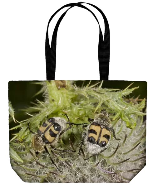 Bee Beetle (Trichius fasciatus) two adults, feeding on woolly thistle flowerhead, France, August